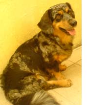 Anjing Dora