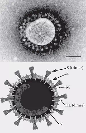 Gambar virus Corona Mikrosop elektron
